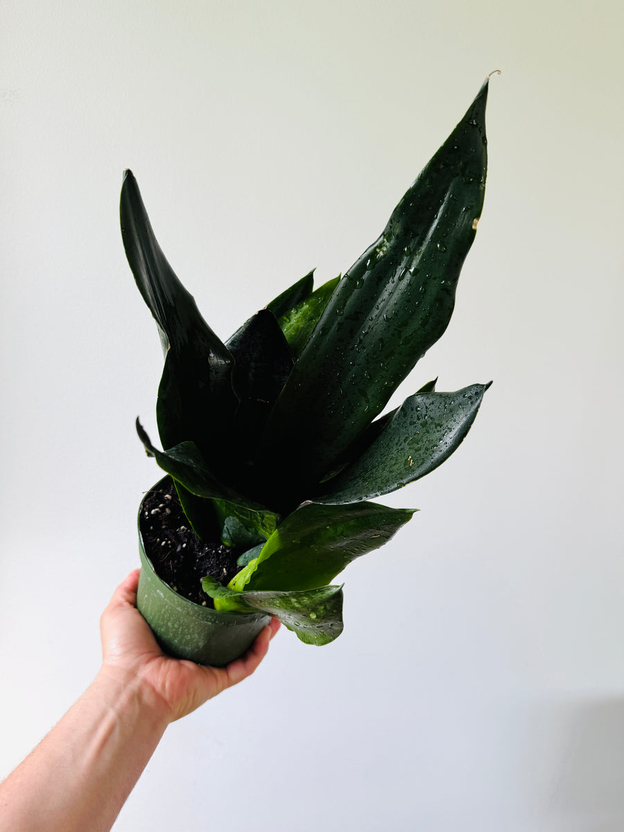 Sansevieria Black Dragon - 6