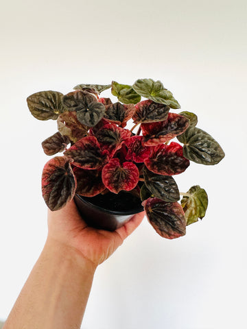 Peperomia Black Cherry - Rare Peperomia - 4