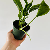 Pothos Shangri La - Teruno Pothos - Japanese Pothos Collection - 4" Pot