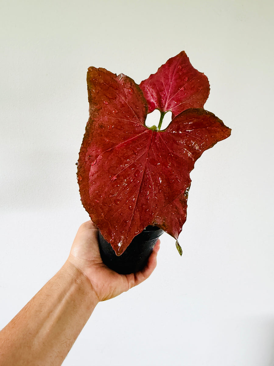 Syngonium Orm Nak Red - 4