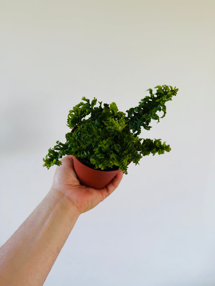 Curly Boston Fern - 4