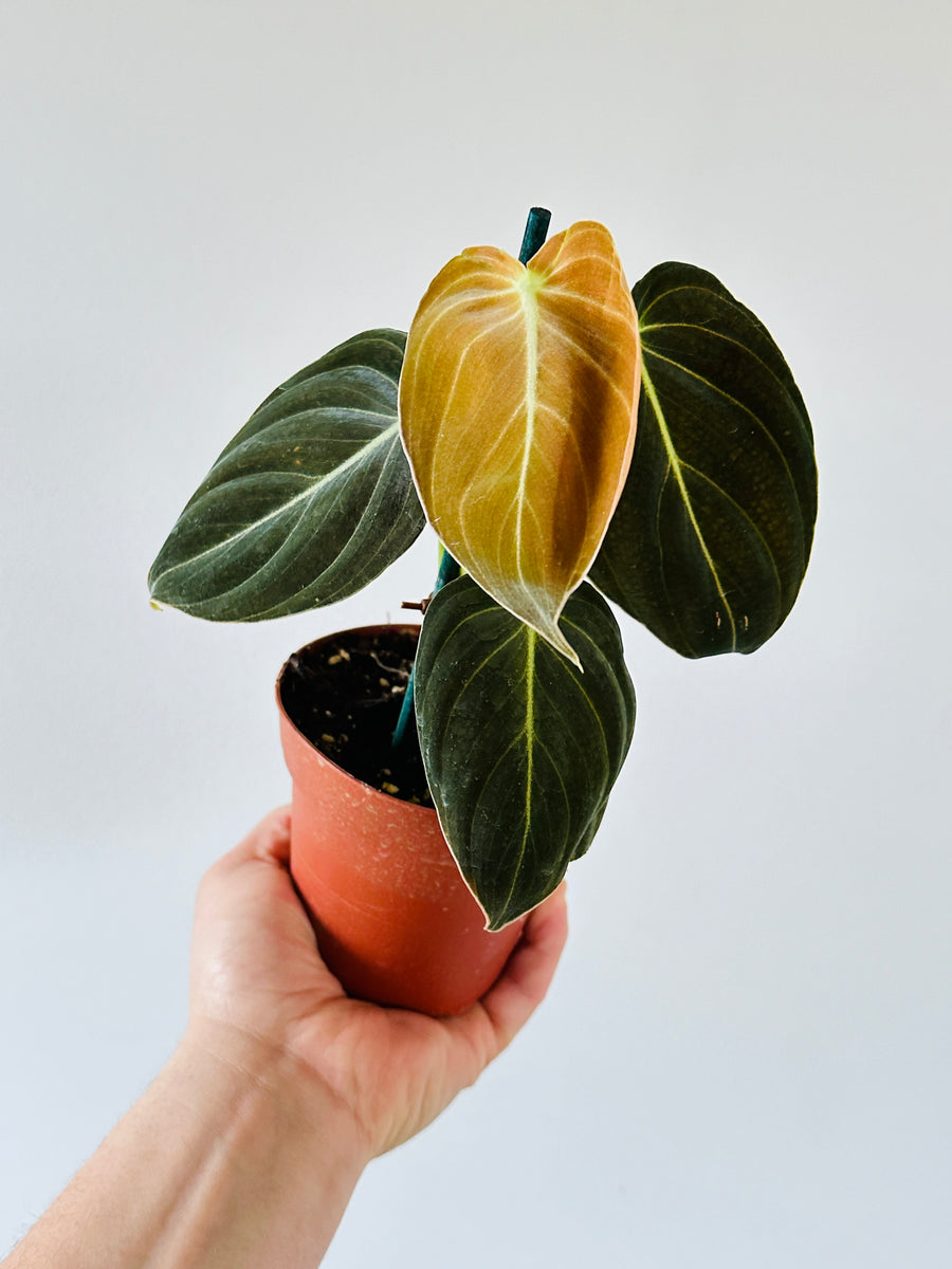 Philodendron Melanochrysum - Rare Aroid - 4