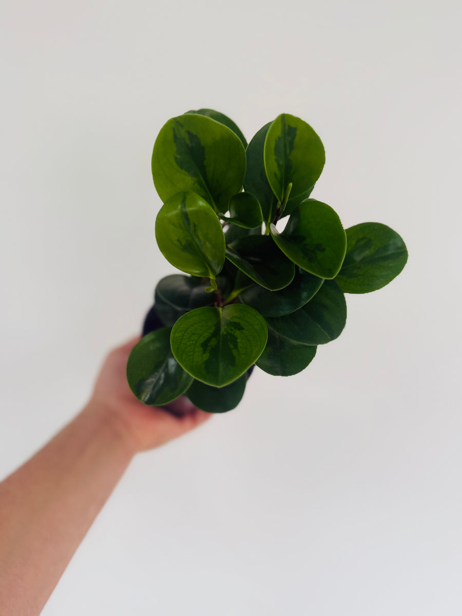 Peperomia Lemon Lime - 4