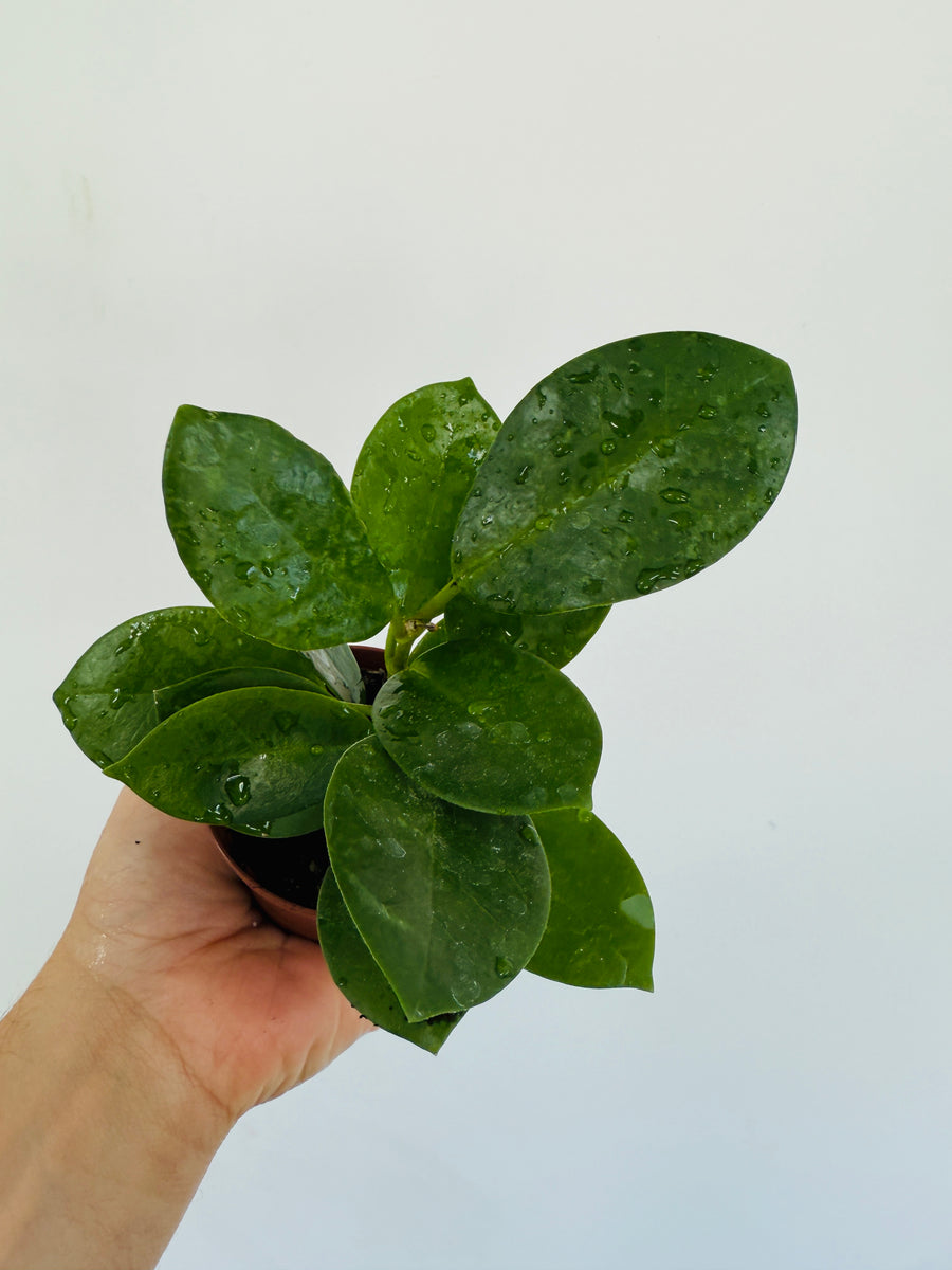 Hoya Australis ‘Verde’ - 3