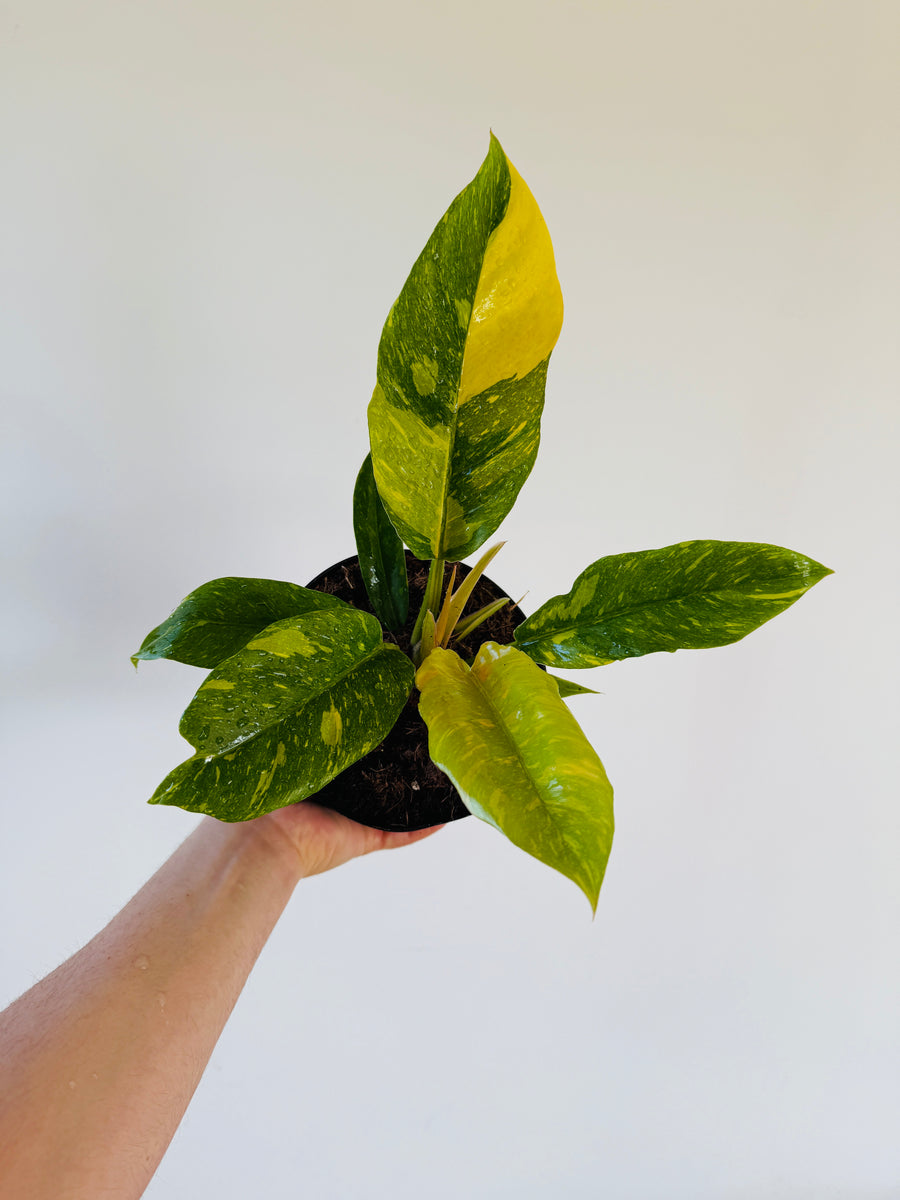 Philodendron Henderson’s Pride - High Variegation - 6” Pot