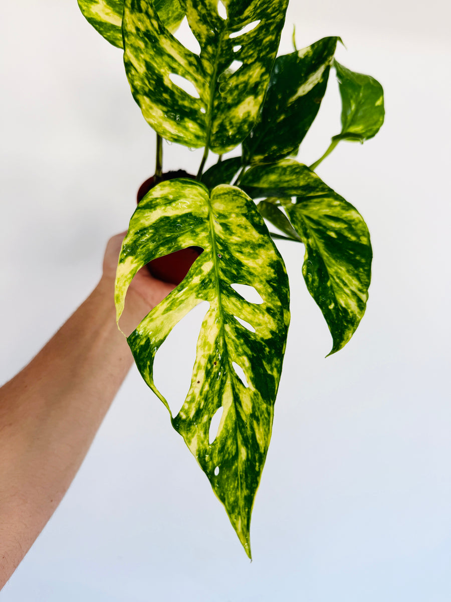 Epipremnum Pinnatum ‘Sunburst’ - 4” Pot