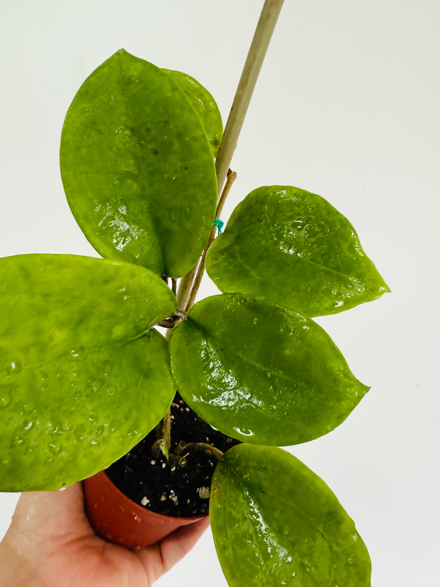 Hoya sp. Borneo 'Round Leaf' - 4” Pot