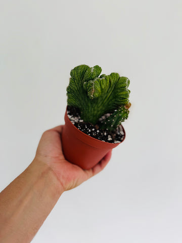 Monster Crested Cactus - Cereus Peruvianus f. Monster Crested - 4” Pot