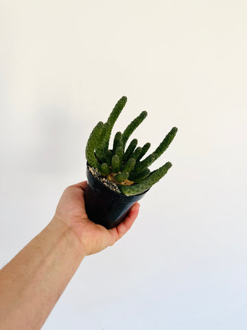 Head of Medusa - Rare Euphorbia Hybrid - 4