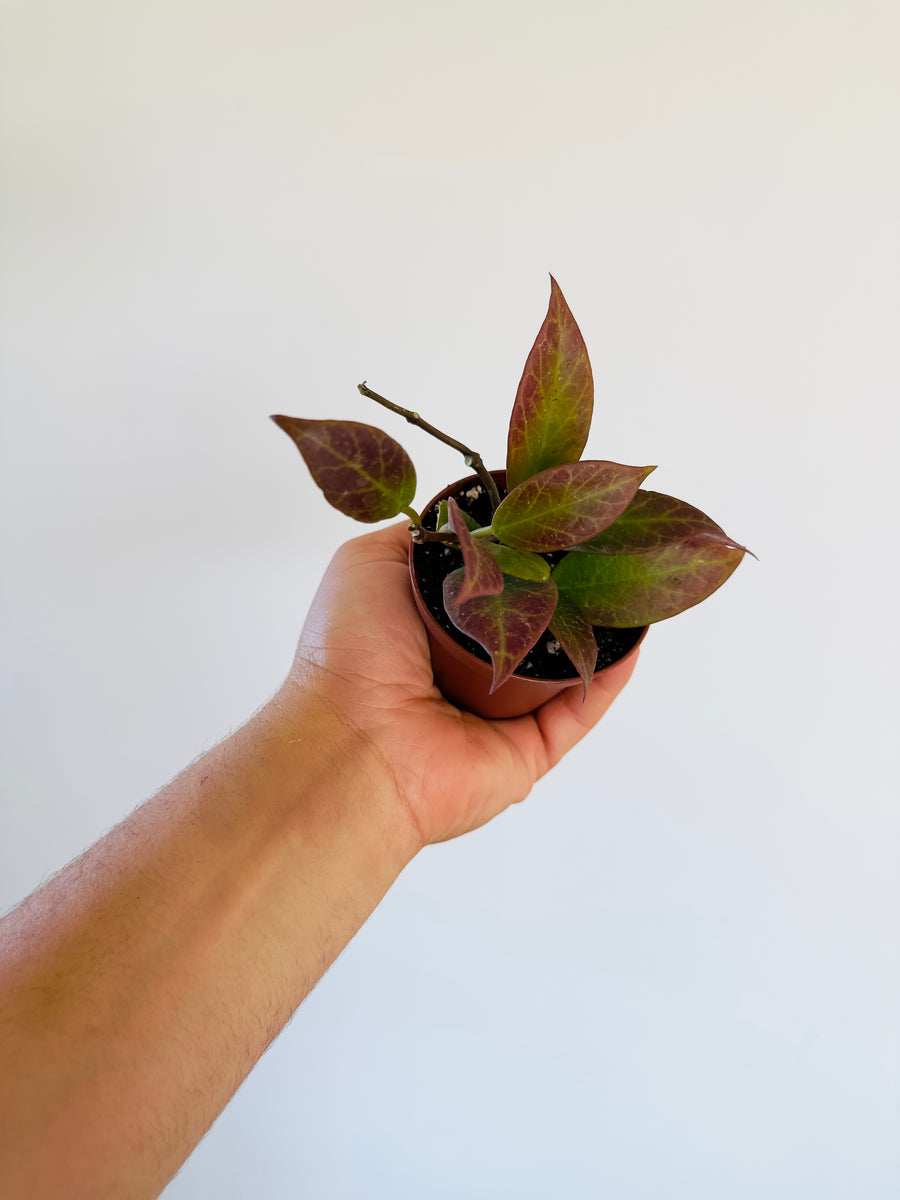 Hoya Sunrise Thailand Form - Sunstressed Red - 3” Pot