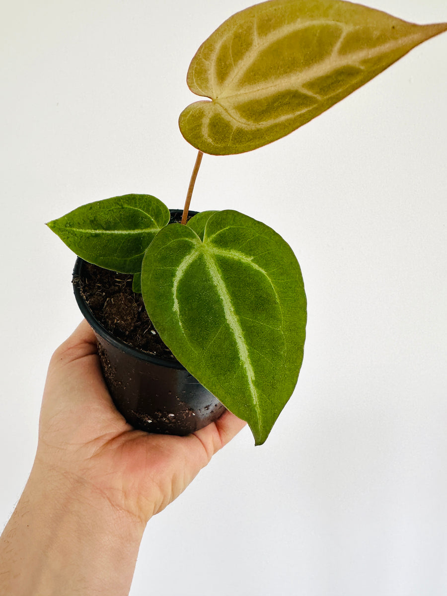 Anthurium Magnificum - 4