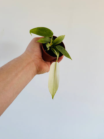 Philodendron Florida Ghost Mint - 2