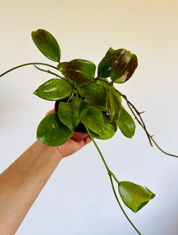 Hoya Quinquenervia - 4