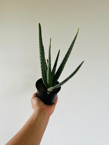 Aloe Vera - Aloe Plant  - 4