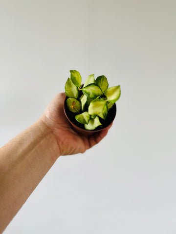 Hoya Heuschkeliana Variegata H21 - 3