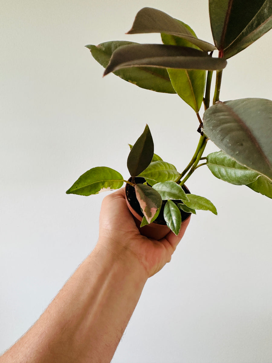 Ficus Pink Ruby - 3