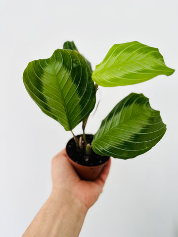 Maranta Leuconeura 'Silver Band'- Silver Band Prayer Plant - 3