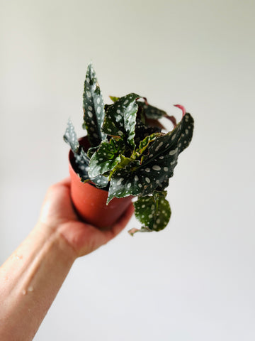 Begonia Megadot - Angel Wing Begonia - 4