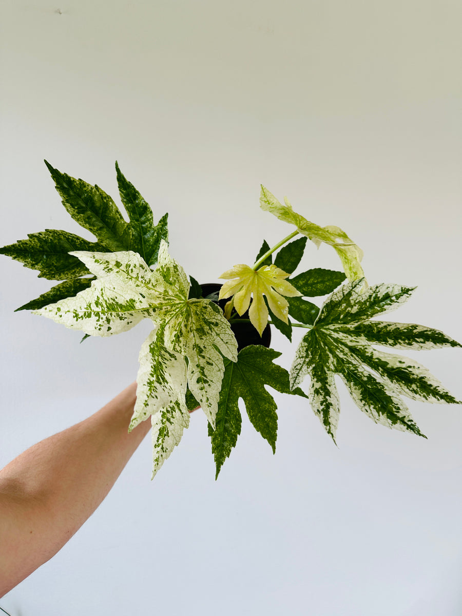 Fatsia Japonica Variegata - Very Large - 6