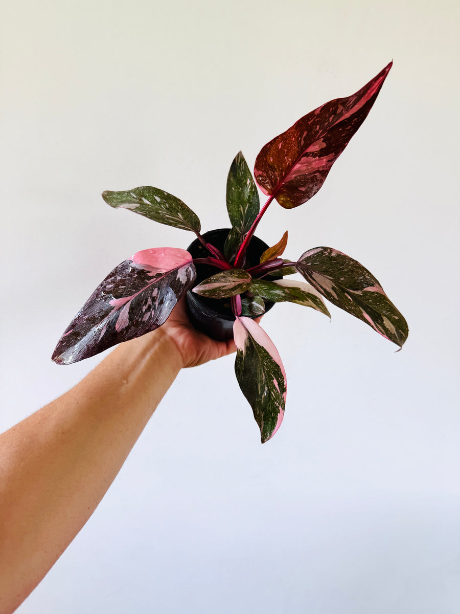 Philodendron Pink Princess Galaxy King - High Variegation - 4