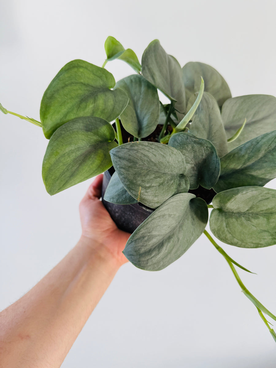 pothos aroid Scindapsus Platinum Lava - Rare Aroid