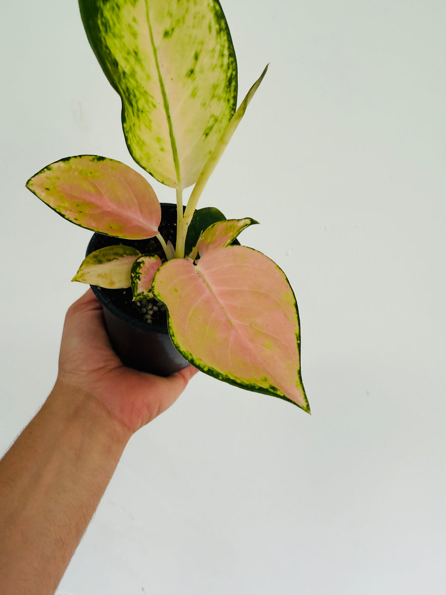 Aglaonema White Mona Lisa - 4