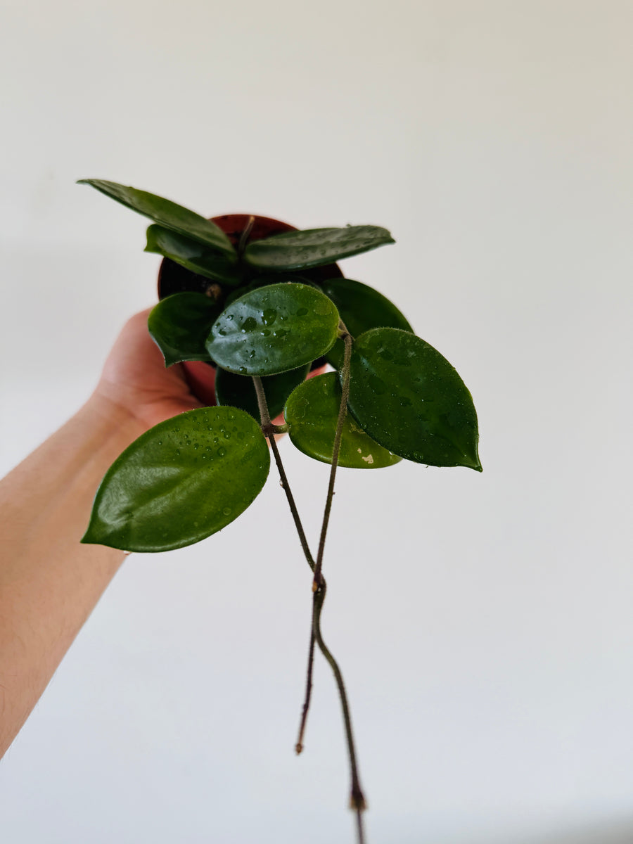 Hoya Vangviengiensis - 4