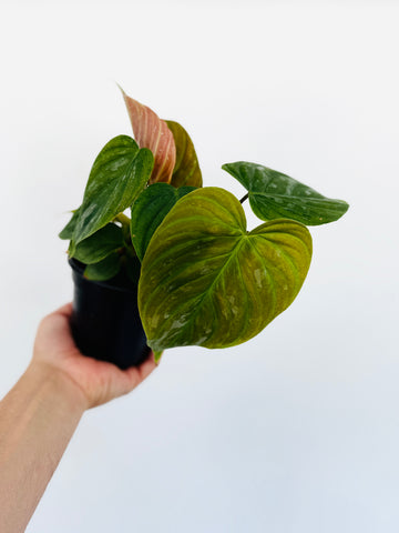 Philodendron Majestic - Rare Aroid - 4” Pot