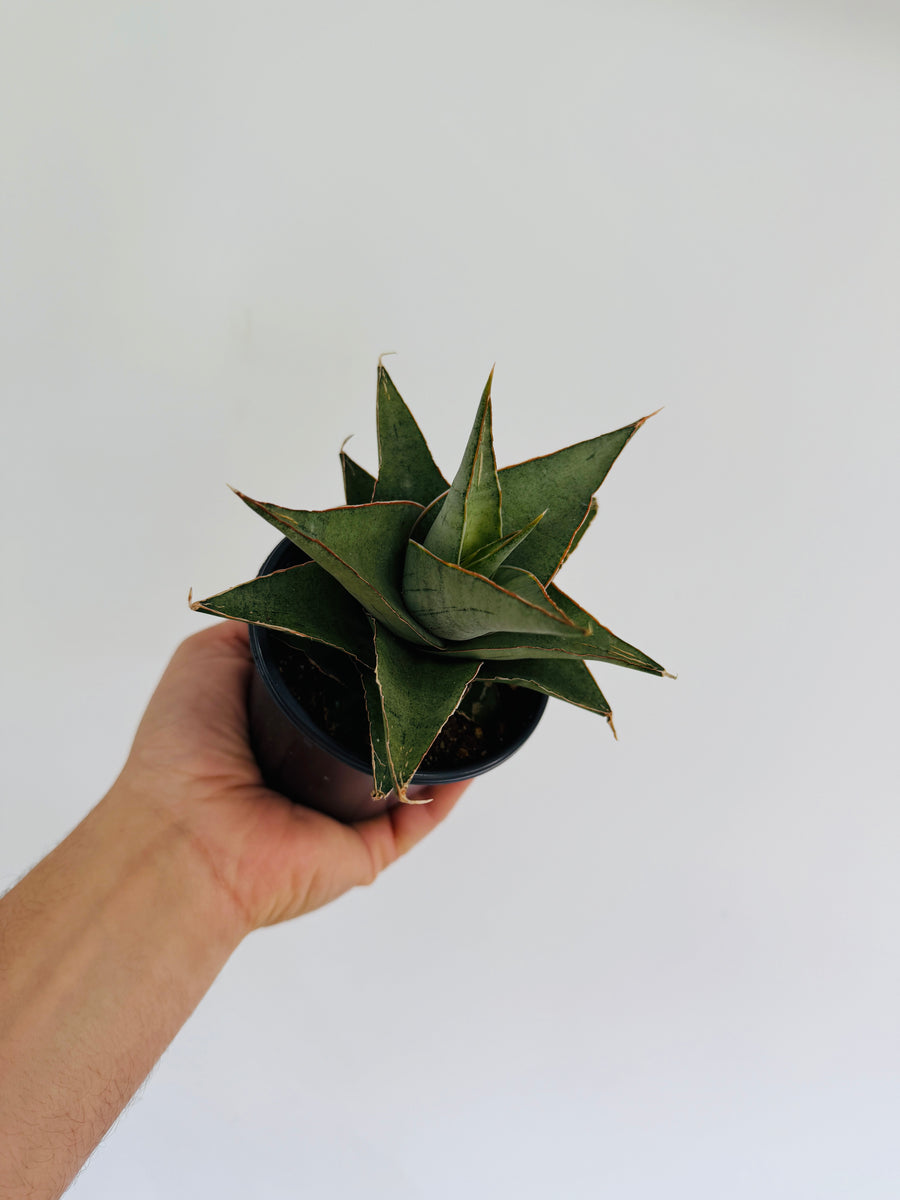 sansevieria loops pride Sansevieria SIlver Tower