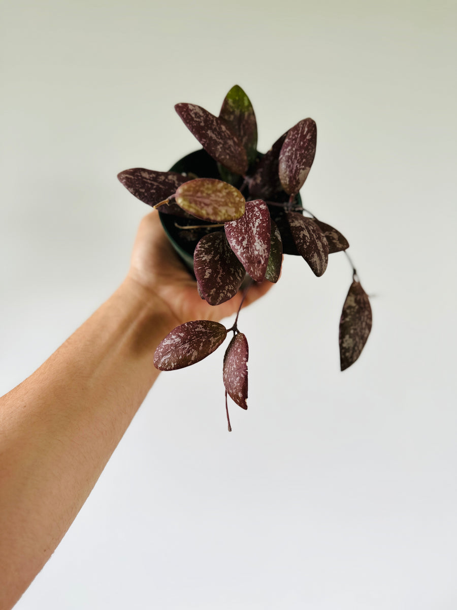 Hoya Sigillatis Wide Leaf- Purple Hoya - 4