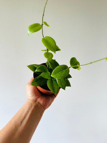 Hoya Fitchii - Orange Hoya - 4
