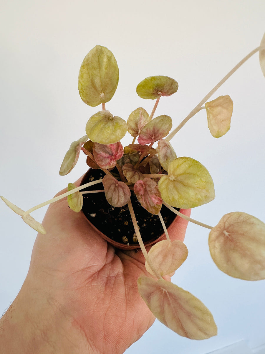 Peperomia Pink Lady - 2
