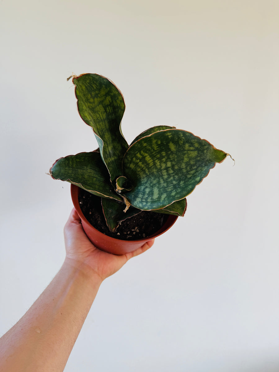 Sansevieria Dragon Wings - 6