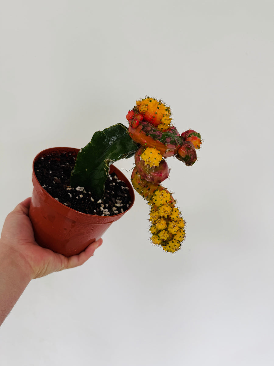Psychedelic Chimaera Cactus