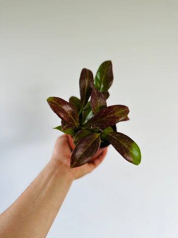 Hoya Sunrise Thailand Form - Sunstressed Red - 4