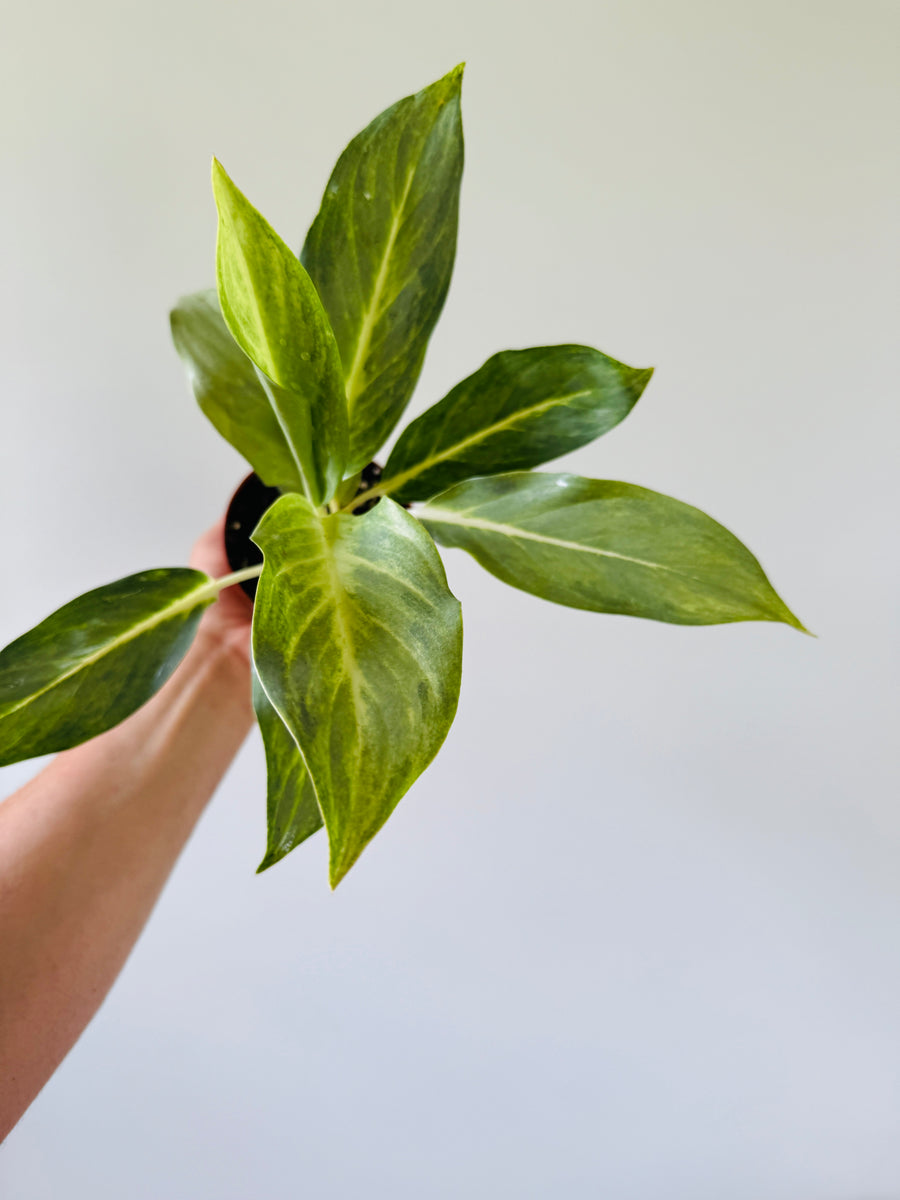 aglaonema ghost Aglaonema Ghost
