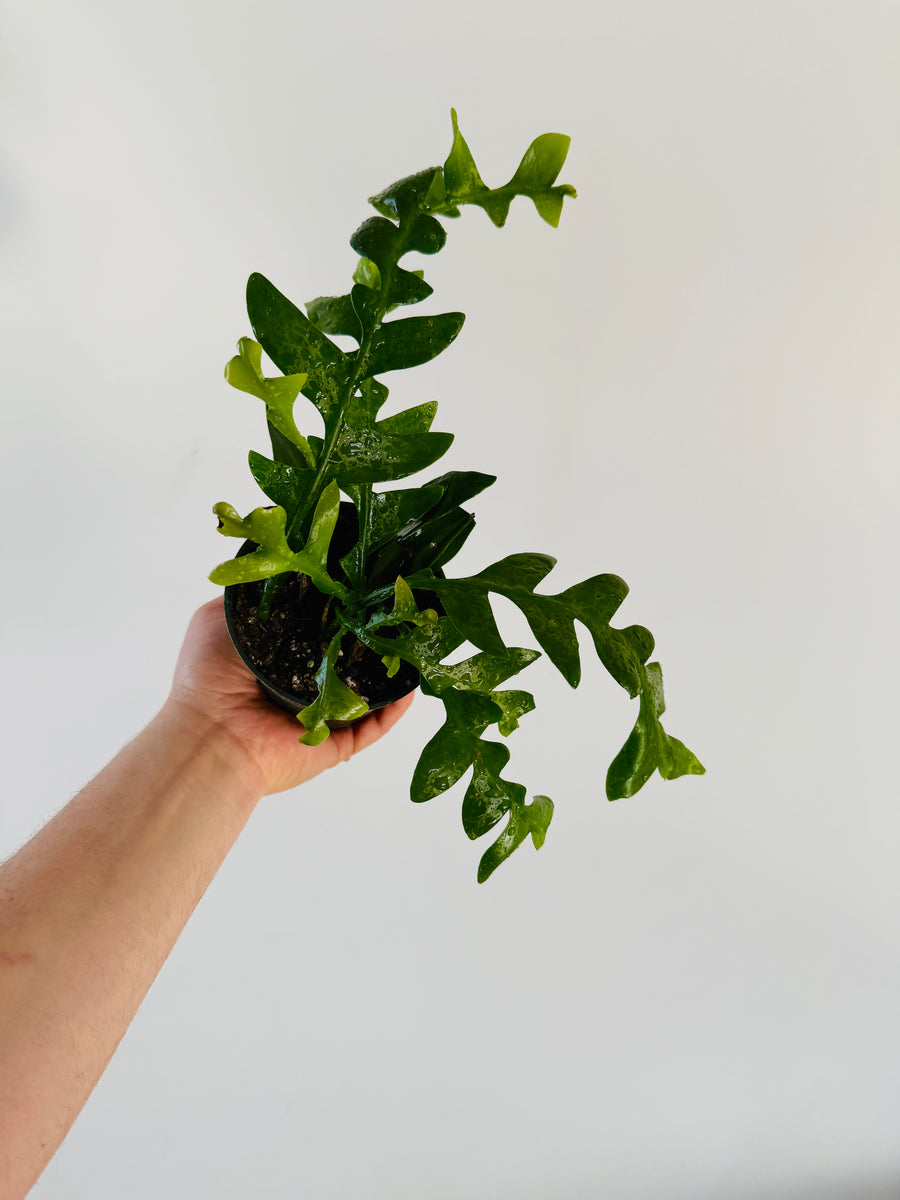 Moon Fern Cactus - Epiphyllum Chrysocardium - 4