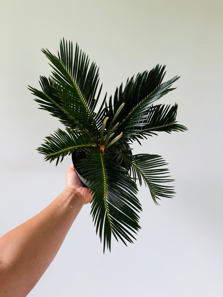 King Sago Palm - 6