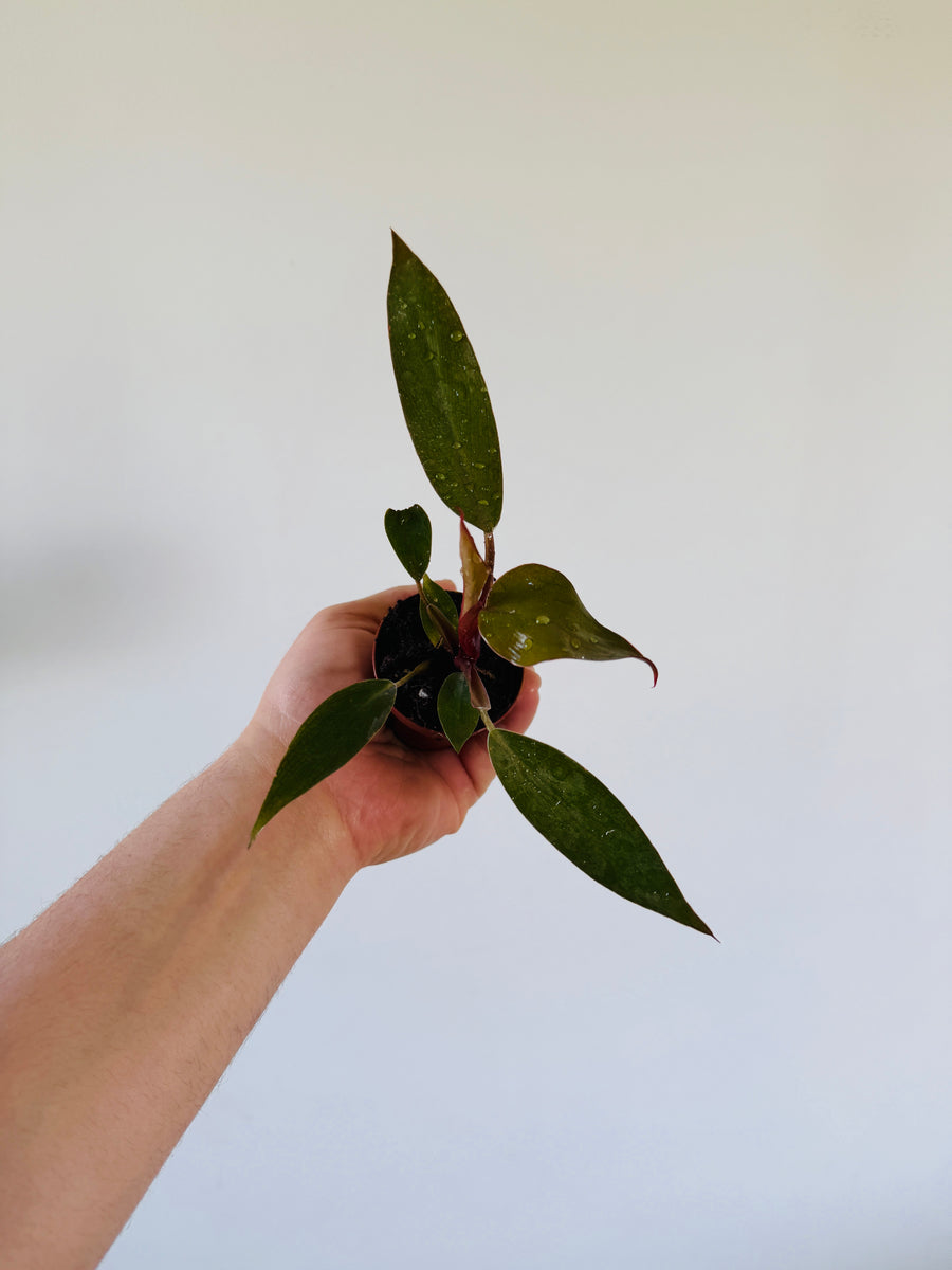 Philodendron Royal Queen - Rare Aroid - 2” Pot