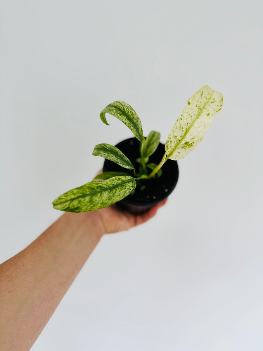 Epipremnum Giganteum Marble Variegated - Rare Pothos - 4” Pot