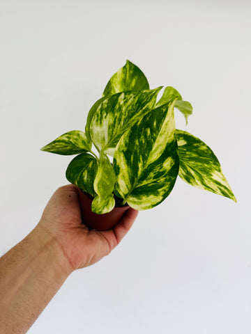 Pothos Junior - Terunoworld Pothos - Japanese Pothos - 3” Pot - LIMIT: One Per Customer