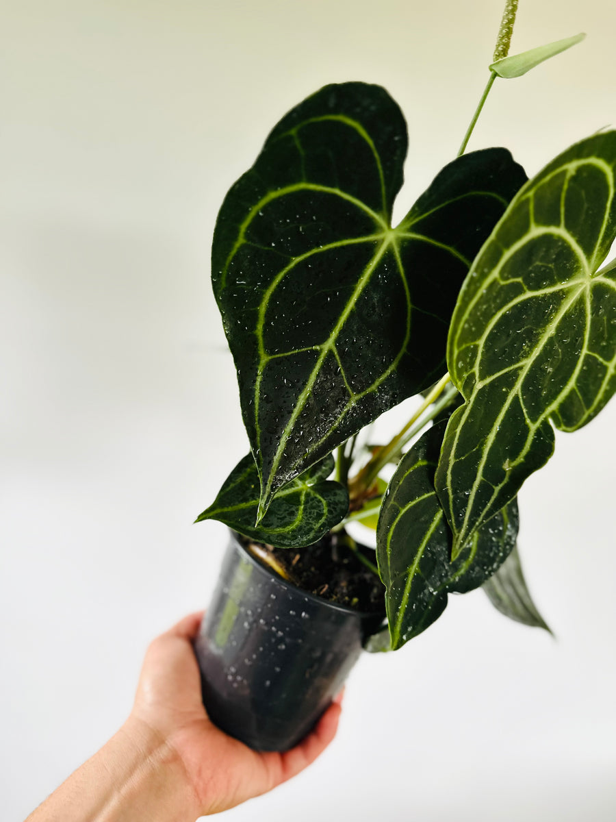 Anthurium Clarinervium - Very Large - 5