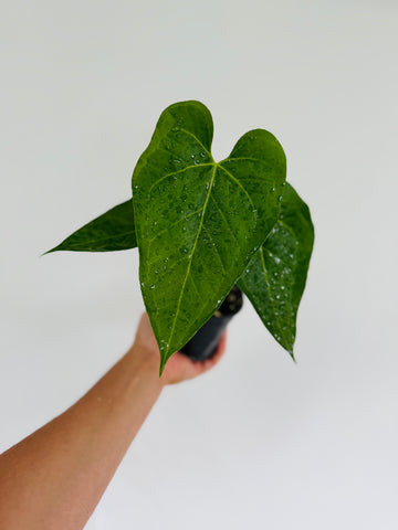 Anthurium Papillilaminum - Rare Aroid - 4