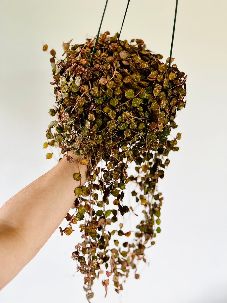 Hoya Curtsii - Up to 2 Feet Long Vines - 8