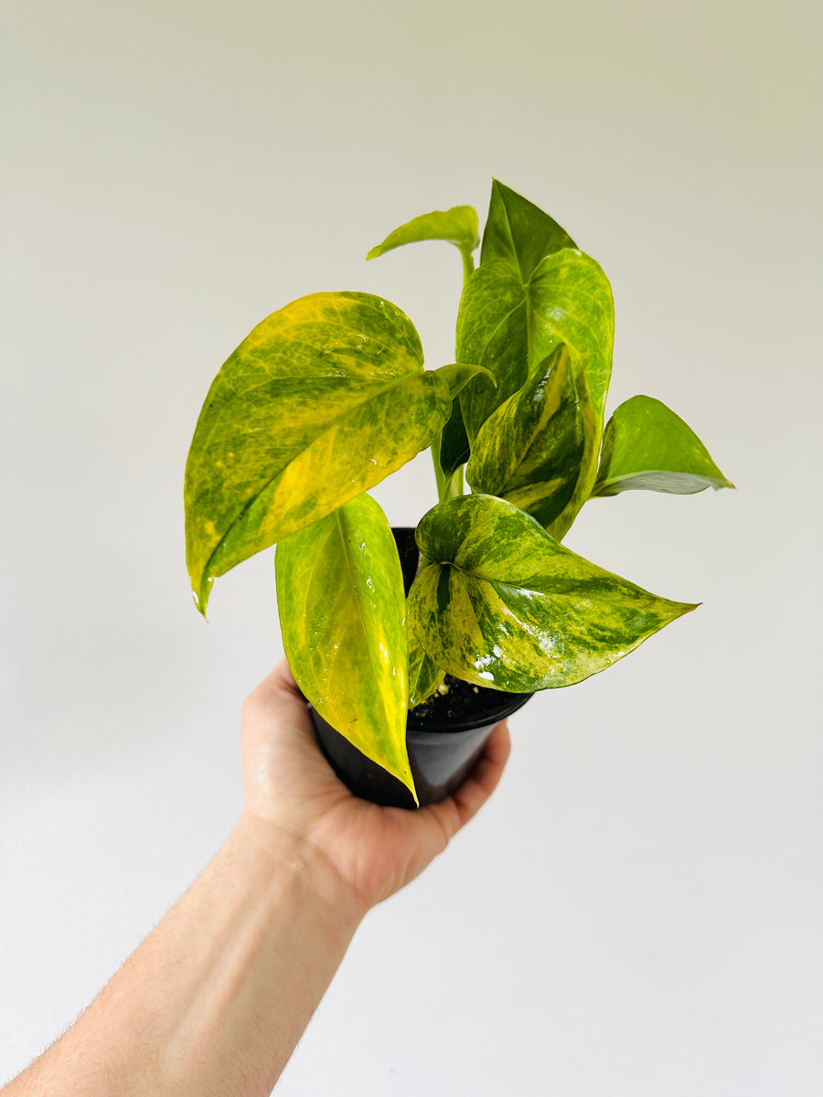 Pothos Robin - Terunoworld Pothos - Japanese Pothos - 4” Pot