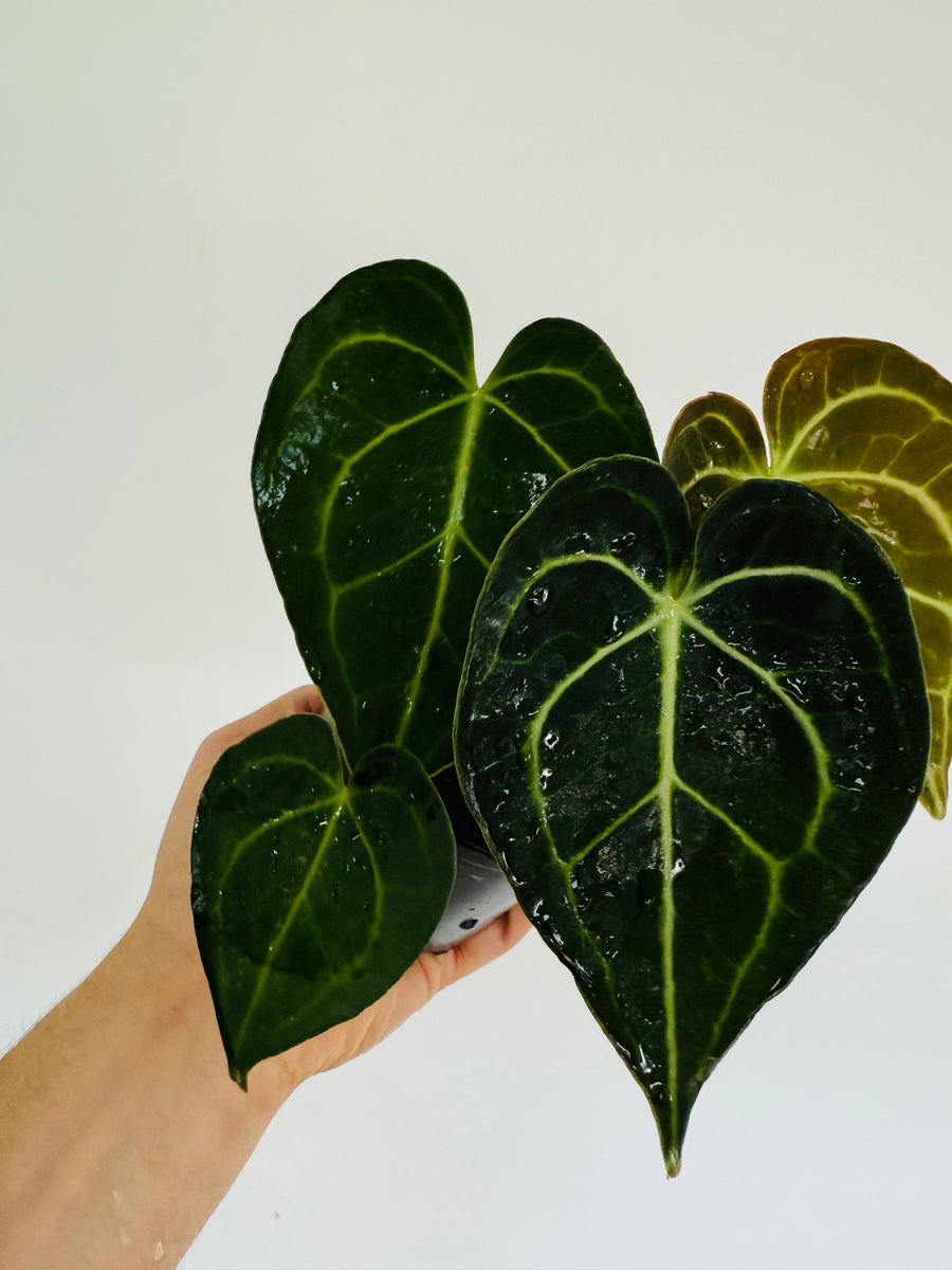 Anthurium Clarinervium - 4” Pot
