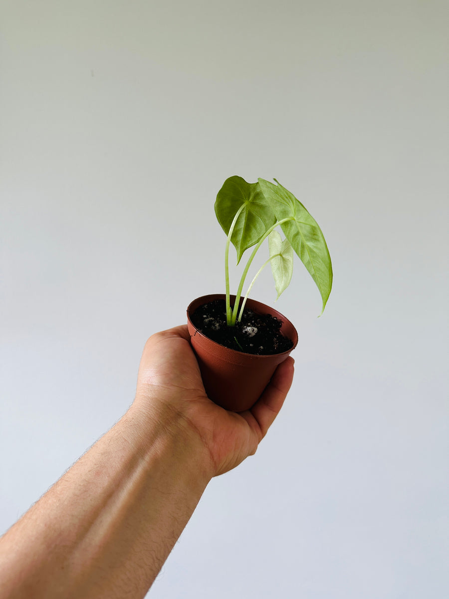 Alocasia Frydek - 3