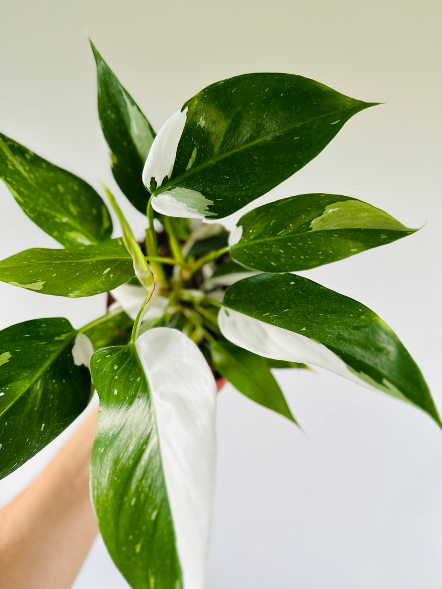 Philodendron White Princess - High Variegation - 6” Pot