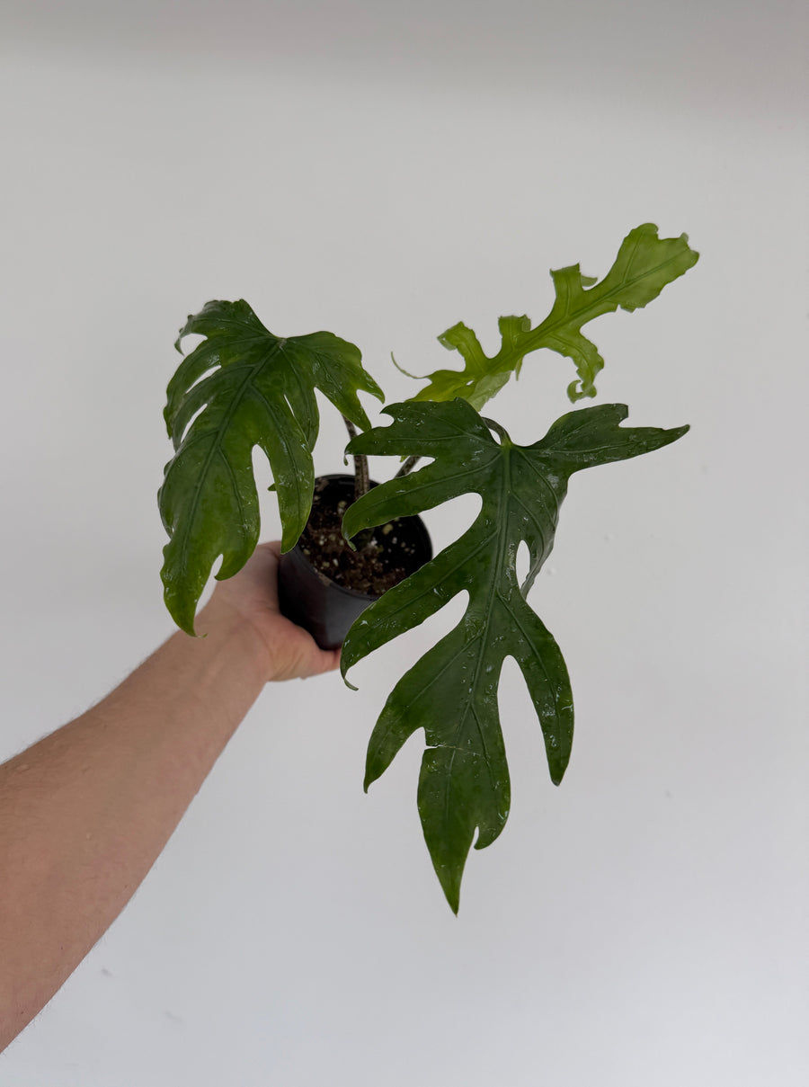 Alocasia Brancifolia 'Nishihira' - 4