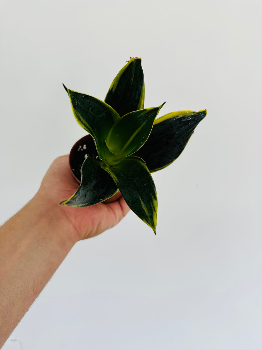 emerald snake plant Emerald Star Sansevieria - Snake Plant